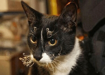 笑死人的说说加图片：老师说我是搅屎棍，那么我同学是什么？9