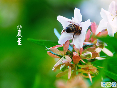 2019夏至说说短语带图片 夏至qq空间唯美说说大全14