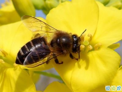 好美的油菜花说说带图片 油菜花唯美说说配图3