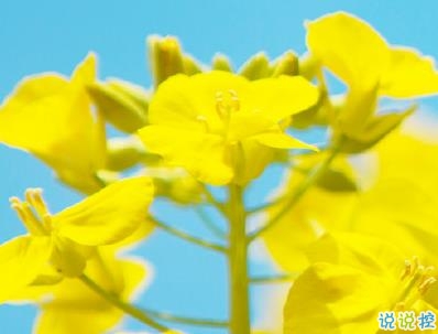 好美的油菜花说说带图片 油菜花唯美说说配图6