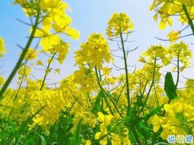 好美的油菜花说说带图片 油菜花唯美说说配图10
