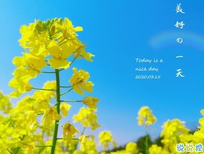 好美的油菜花说说带图片 油菜花唯美说说配图11