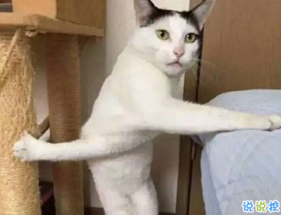 笑到停不下来的沙雕句子 2020最火沙雕说说合集2