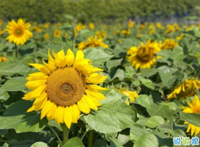 520情侣浪漫告白句子 520情人节幸福说说2020最新2