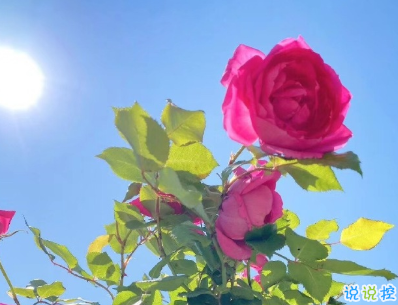 最火爱情英文短句带翻译 你稳稳的住在我心底1