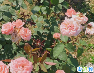 最新温柔唯美好听的个性文案 生活有惊喜事事有回应12