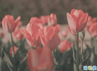 用来表达爱情的诗句 诗意且唯美的句子1