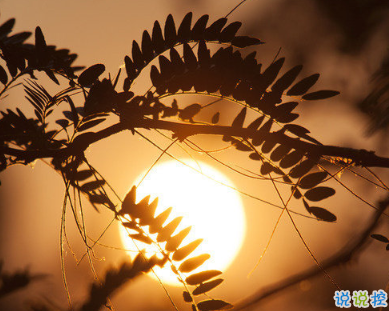 用来表达爱情的诗句 诗意且唯美的句子2