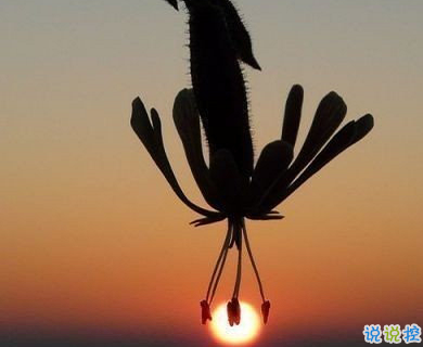 用来表达爱情的诗句 诗意且唯美的句子5