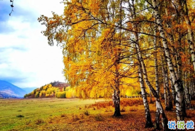 用来表达爱情的诗句 诗意且唯美的句子15