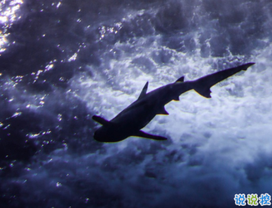 国庆节结婚浪漫说说 良缘喜结成新婚佳偶天成定三生2