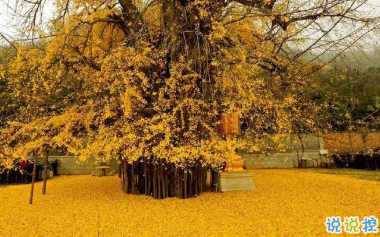 让人觉得很惊艳的古诗词 星斗满天人睡也2