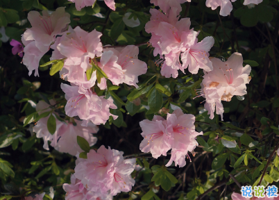 冬季发朋友圈的唯美句子带图片 坠欢莫拾酒痕在衣7