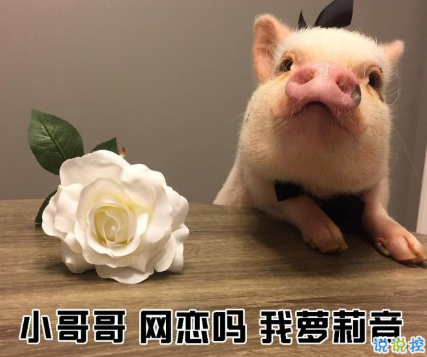 小红书精选的很皮的好笑文案 朋友圈让人忍不住点赞文案1