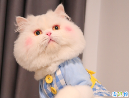 不想上班不想起床的有趣早安说说 声声皆相思早安12