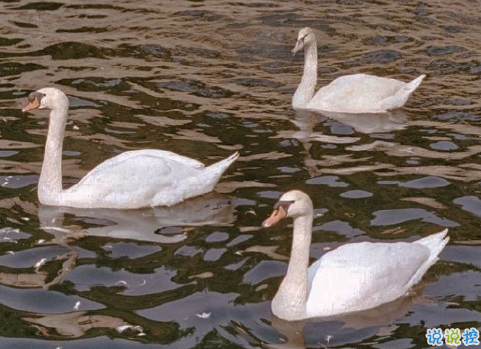 2021最新表白语录大全 2021元旦表白文案1