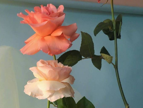 表达遗憾的朋友圈句子大全 深意感慨遗憾的心情说说1