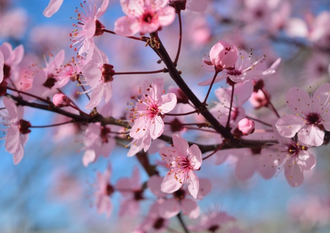 春天桃花开的唯美句子配图 朋友圈晒桃花开了句子20215