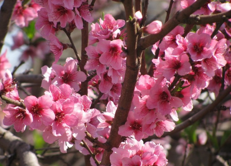 春天桃花开的唯美句子配图 朋友圈晒桃花开了句子20217