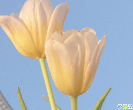 让人惊艳的古文情话 很美的古文表达爱情的句子1