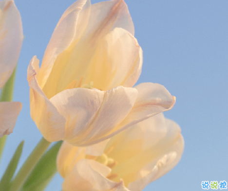 让人惊艳的古文情话 很美的古文表达爱情的句子2