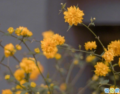 朋友圈晒花朵的优美文案 关于晒花朵的朋友圈8