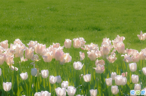 适合四月发朋友圈的文艺句子 2021四月超级文艺的文案合集2