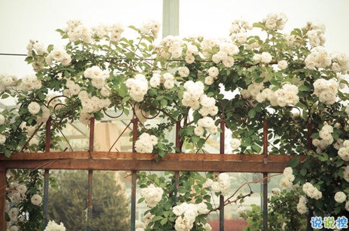 2019唯美说说带图片高质量 适合发朋友圈的唯美句子9