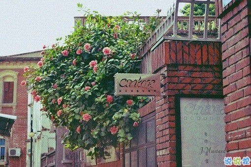 那些和青春夏天有关的唯美简单小清新图片句子 阳光倾落风雨都不舍10