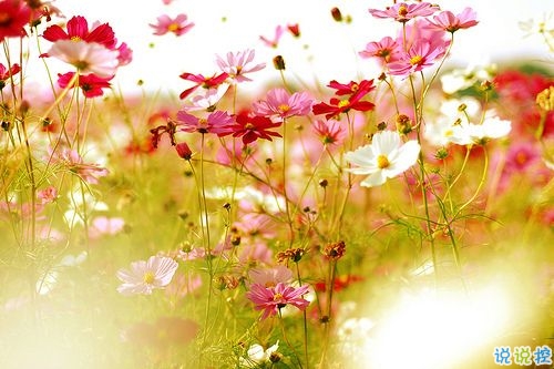 2019春分朋友圈早安祝福语带图片 春分唯美说说简单一句话11