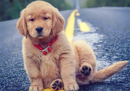 可以戳中中你笑点的搞笑说说带图片15