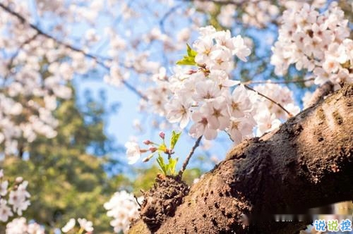 2019春分朋友圈早安祝福语带图片 春分唯美说说简单一句话1