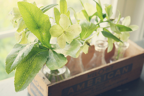 唯美温暖的小清新句子带图片 你是天边的霞光吞吐脚畔的蔷薇含羞5