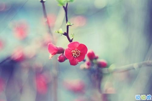 2019春分朋友圈早安祝福语带图片 春分唯美说说简单一句话13