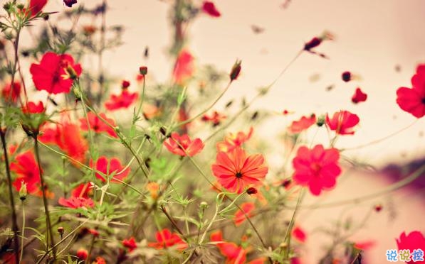 2019最佳表白情话大全简短撩人 表白情话真实点感动人的2