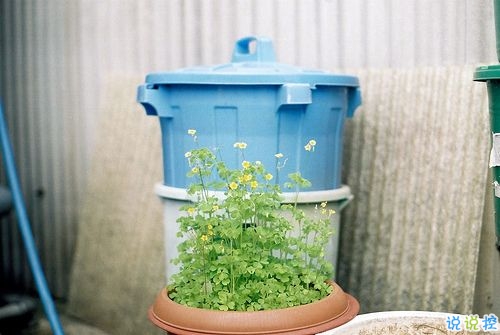 表达爱意的唯美句子配图 肯定能打动你心的唯美说说带图片6