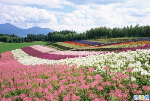 2019女生节微信说说大全带图片 三七女生节朋友圈祝福语说说14