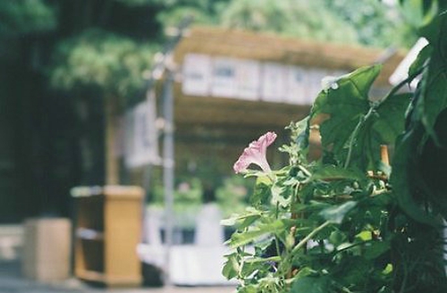 超唯美文艺的说说带图片 你看没看见我都盛开风来不来芬芳都在14