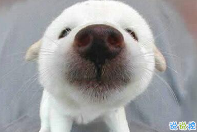 笑死人的搞笑说说超好玩:你以为有钱真的会快乐吗1