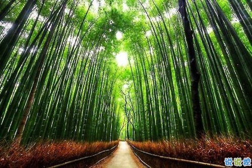 选择放弃的伤感爱情说说带图片 描述对爱情感到无奈的说说8