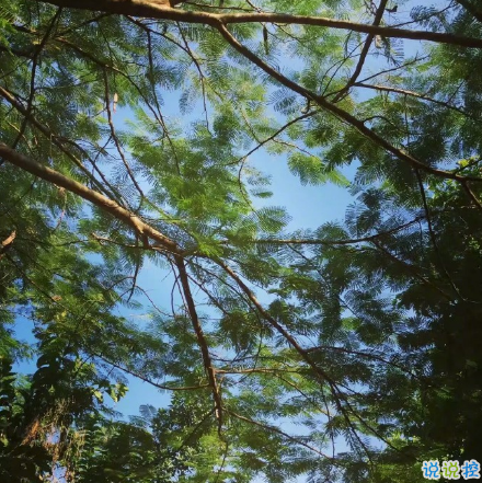 微博说说大全带图片女生唯美：所有的姗姗来迟，都是刚好的开始1