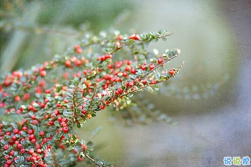 优美说说唯美的句子配图:海底月是天上月,只是镜花水月12