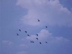 很搞笑的朋友圈的好句子 人生得意须尽欢