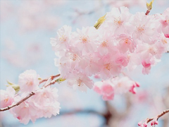 个人最欣赏的古诗词合集 唯美古诗词说说心情短语