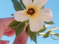 文艺经典句子带图片 再难也要坚持再苦也要微笑